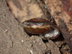 Monadenia mormonum