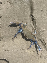 Callinectes similis