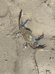 Callinectes similis