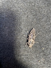 Chalcophora virginiensis