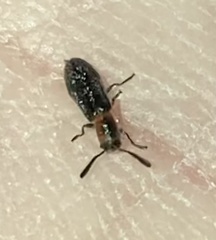 Monophylla terminata