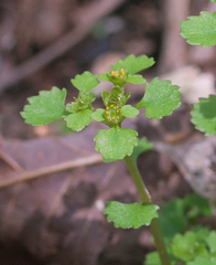 Chrysosplenium echinus