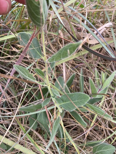 Syncolostemon foliosus image