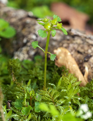 Chrysosplenium echinus