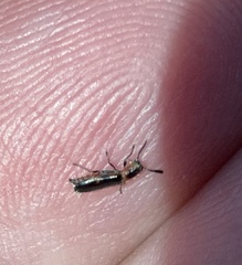 Monophylla terminata