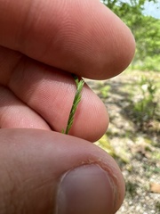 Festuca octoflora glauca