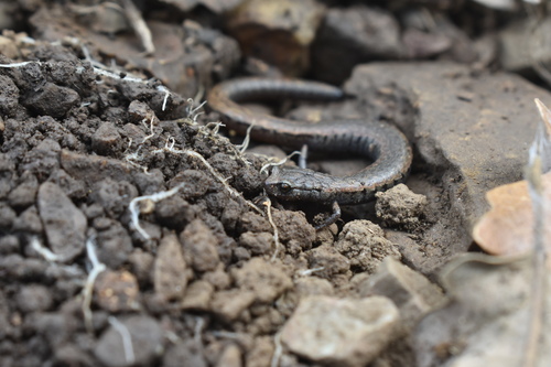 iNaturalist observation photo of California Slender Salamander