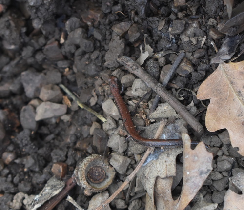 iNaturalist observation photo of California Slender Salamander