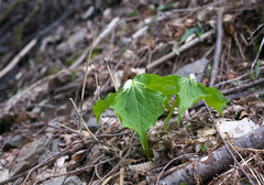 Trillium tschonoskii