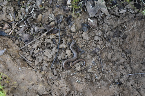 iNaturalist observation photo of California Slender Salamander