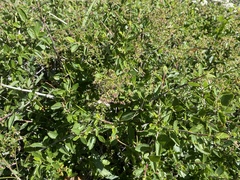 Ceanothus thyrsiflorus thyrsiflorus
