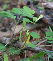 Corydalis pallida
