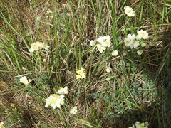 Thalictrum tuberosum