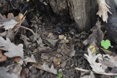 iNaturalist observation photo of California Slender Salamander