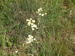 Thalictrum tuberosum