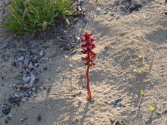Orobanche sanguinea