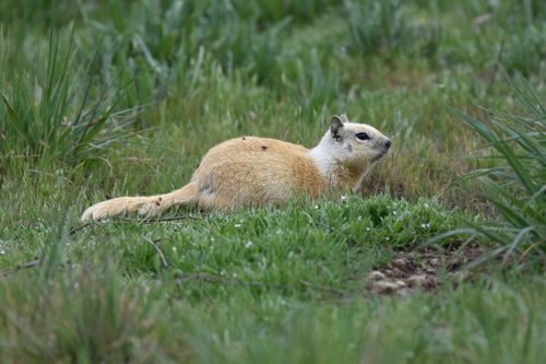 iNaturalist observation photo of California Ground Squirrel