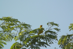 Icterus gularis