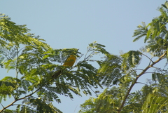 Icterus gularis