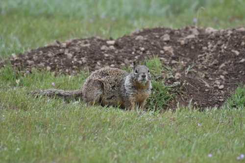 iNaturalist observation photo of California Ground Squirrel