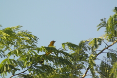 Icterus gularis