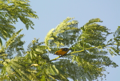 Icterus gularis