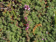 Thymus pseudolanuginosus