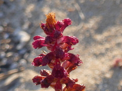 Orobanche sanguinea