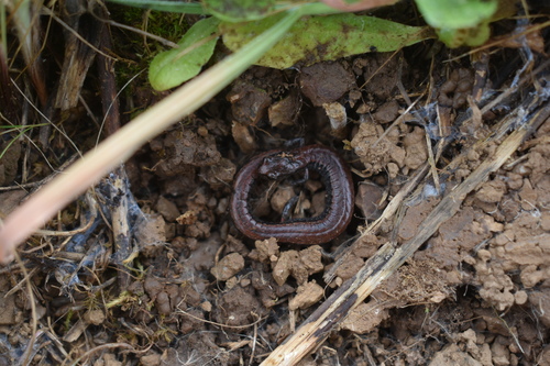 iNaturalist observation photo of California Slender Salamander