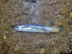 Notropis atherinoides
