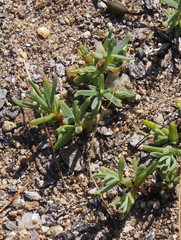 Portulacaceae