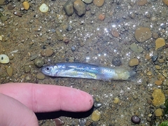 Notropis atherinoides