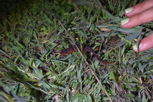 iNaturalist observation photo of California Newt