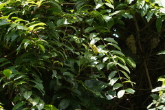 Rubus swinhoei