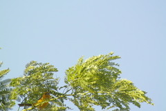 Icterus gularis