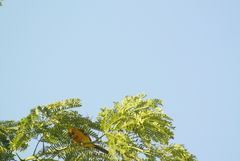 Icterus gularis
