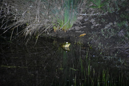 iNaturalist observation photo of American Bullfrog