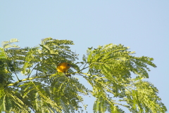 Icterus gularis