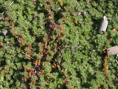 Thymus pseudolanuginosus