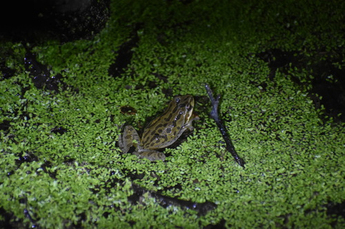 iNaturalist observation photo of Pacific chorus frog