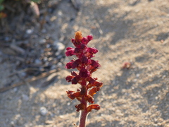 Orobanche sanguinea