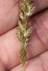 Carex sartwellii