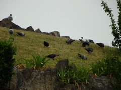 Columba livia domestica