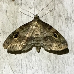 Melanomma auricinctaria