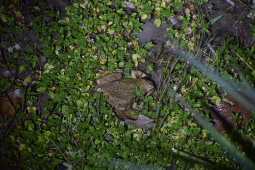 iNaturalist observation photo of Pacific chorus frog