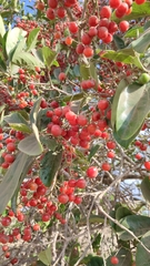 Cordia collococca