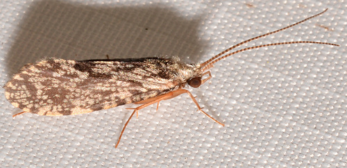 Fat-horned Trumpet-net Caddisfly