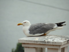 Larus michahellis