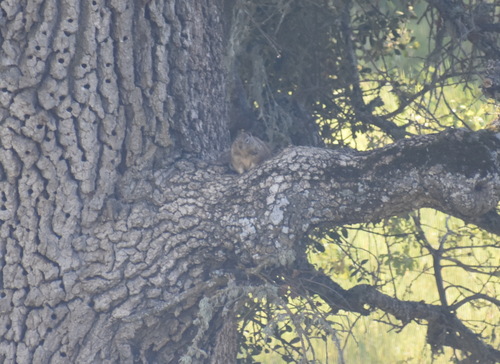 iNaturalist observation photo of California Ground Squirrel