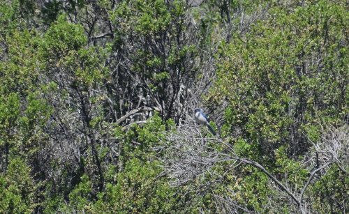 iNaturalist observation photo of California Scrub-Jay